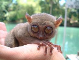 Tarsier-Monkey.jpg