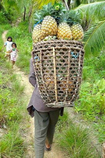 Samar Pineapples
