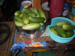 Cucumbers for Pickles