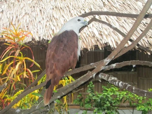 Kaonan Karayman - Philippine Eagle