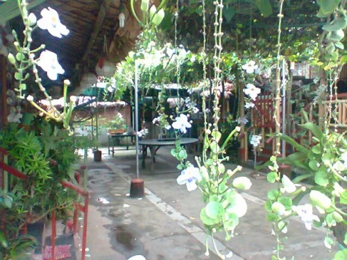Kaonan Karayman - hanging gardens