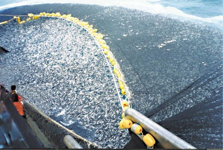 fish2172